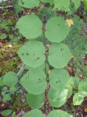 Viburnum lantanoides