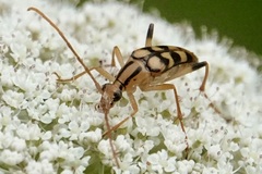 Strangalia luteicornis