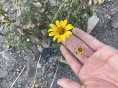 Helianthus gracilentus