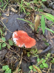 Russula