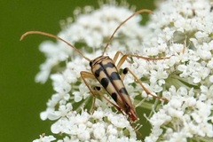 Strangalia luteicornis