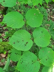 Viburnum lantanoides