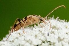 Strangalia luteicornis