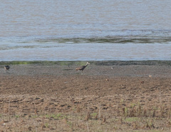 Aramus guarauna