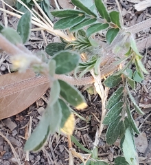 Tribulus terrestris