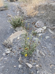 Helianthus gracilentus