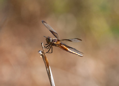 Libellula luctuosa
