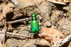 Cicindela sexguttata