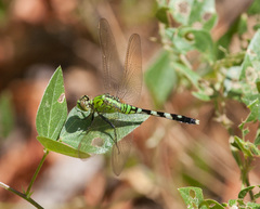 Erythemis simplicicollis