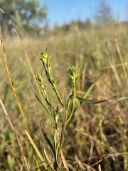 Symphyotrichum boreale