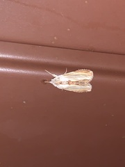 Cucullia convexipennis