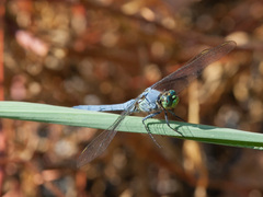 Erythemis simplicicollis