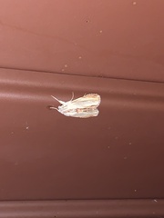 Cucullia convexipennis