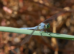 Erythemis simplicicollis