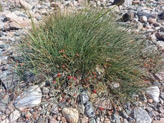 Ephedra monosperma
