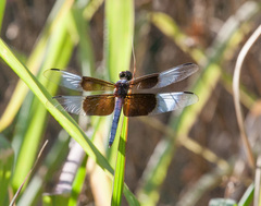 Libellula luctuosa