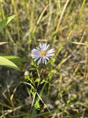 Symphyotrichum boreale