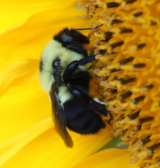 Bombus griseocollis