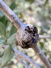 Dryocosmus asymmetricus