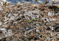 Erythemis simplicicollis