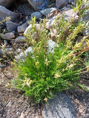 Oxytropis longirostra
