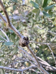 Dryocosmus asymmetricus