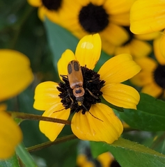 Chauliognathus pensylvanicus