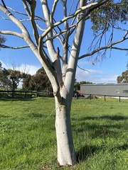 Corymbia citriodora