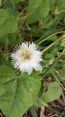 Passiflora foetida