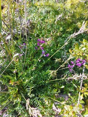 Oxytropis longirostra