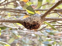 Dryocosmus asymmetricus