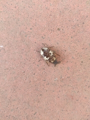 Protaetia aurichalcea