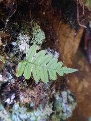 Polypodium virginianum