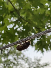 Neotibicen canicularis