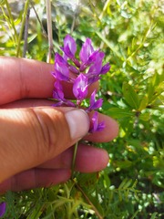 Oxytropis longirostra