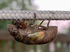 Neotibicen canicularis