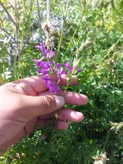 Oxytropis longirostra