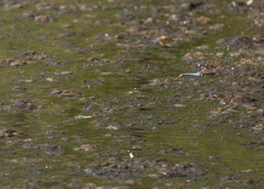 Erythemis simplicicollis