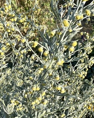 Artemisia absinthium