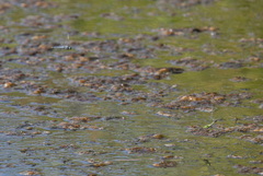 Erythemis simplicicollis