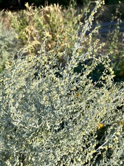 Artemisia absinthium