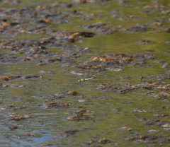 Erythemis simplicicollis