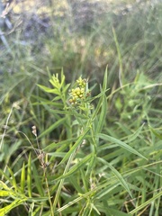 Euthamia graminifolia