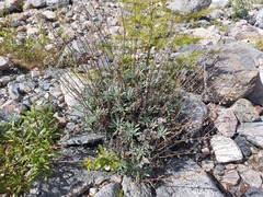 Artemisia lagocephala