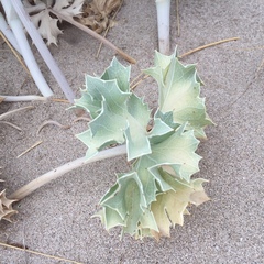 Eryngium maritimum