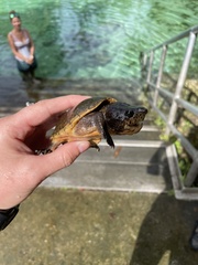 Sternotherus intermedius
