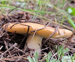 Russula ochroleuca