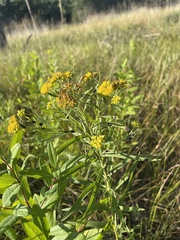 Euthamia graminifolia