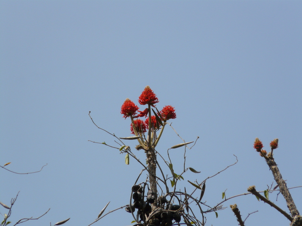 Redhot Poker Tree from Cascata Munhino, Huila, Angola on August 17 ...