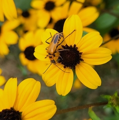 Chauliognathus pensylvanicus